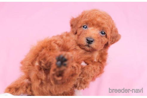 成約済の東京都のトイプードル-202102の5枚目